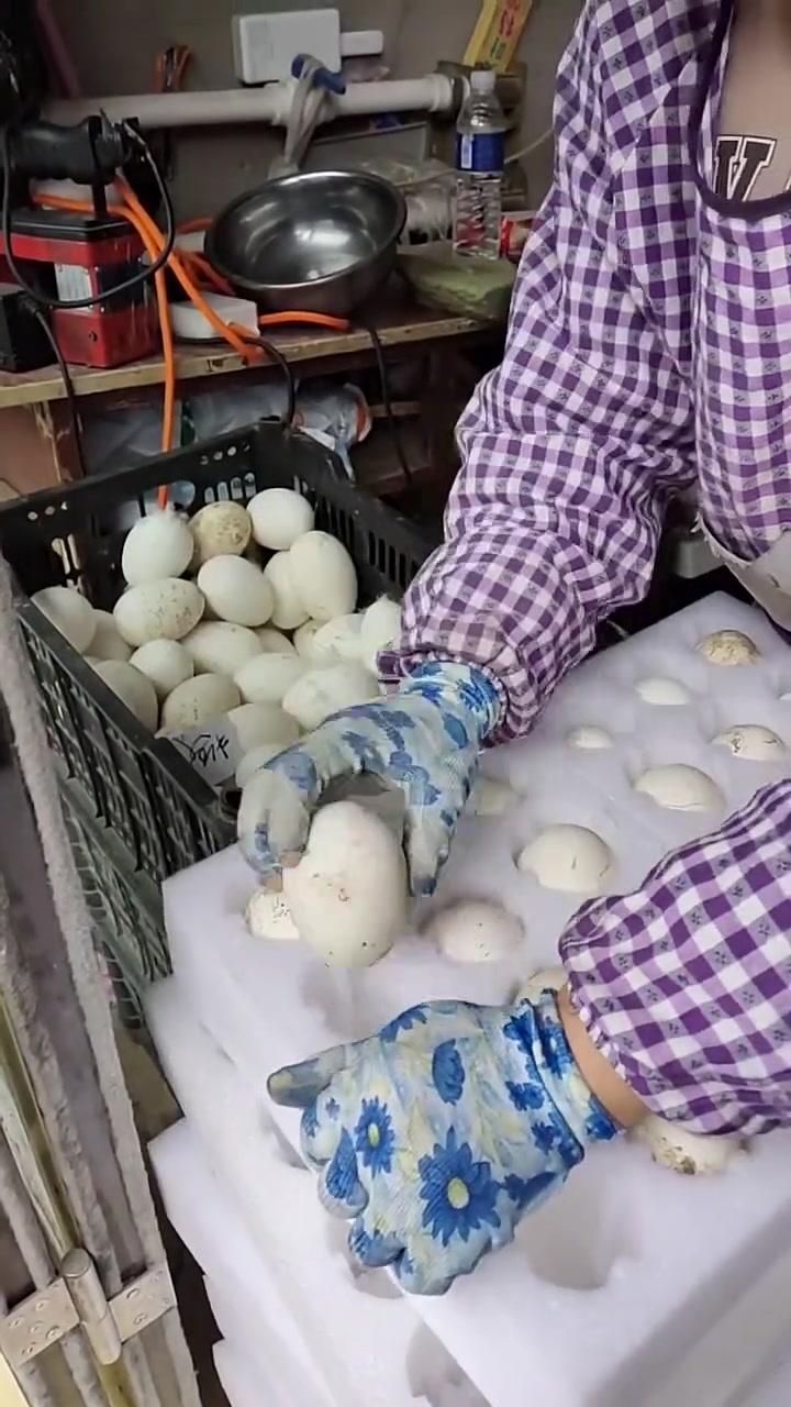 大鹅蛋打包装箱全过程一箱二十四个超震撼