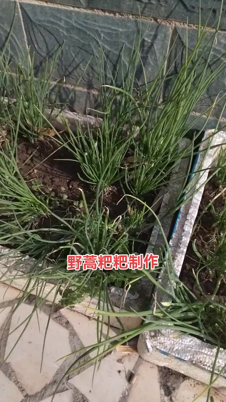 春天到了,又到了吃蒿子粑粑的季节了,孩子们今天都回家了一起来做蒿子粑粑吃,吃起来满满得家乡