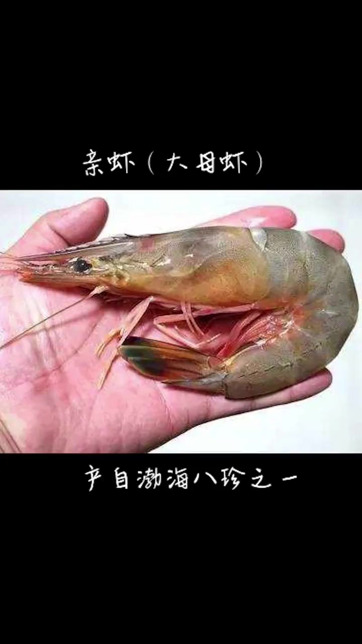 羊口新三宝亲虾具有个大体肥、头里有黄、肉色晶莹、味道鲜美、营养丰富的特点。制作的鲁系菜,如