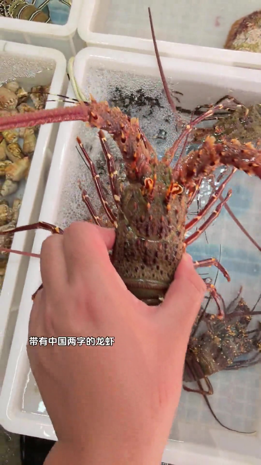 海南常见特色虾类，有一种比龙虾还好吃！