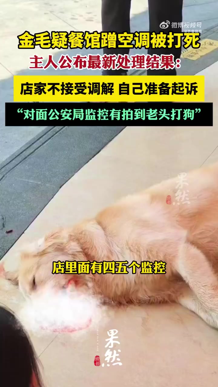 近日,在湖南永州,一只叫“李墩墩”的金毛犬从家中偷偷跑出。因天气炎热,走进一家餐馆蹭空调避