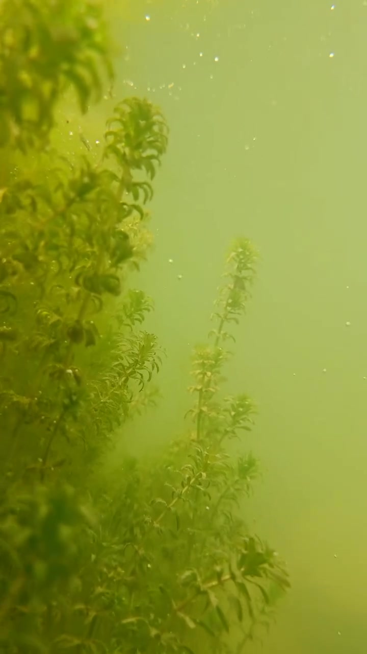 这三条鱼好大,是什么鱼