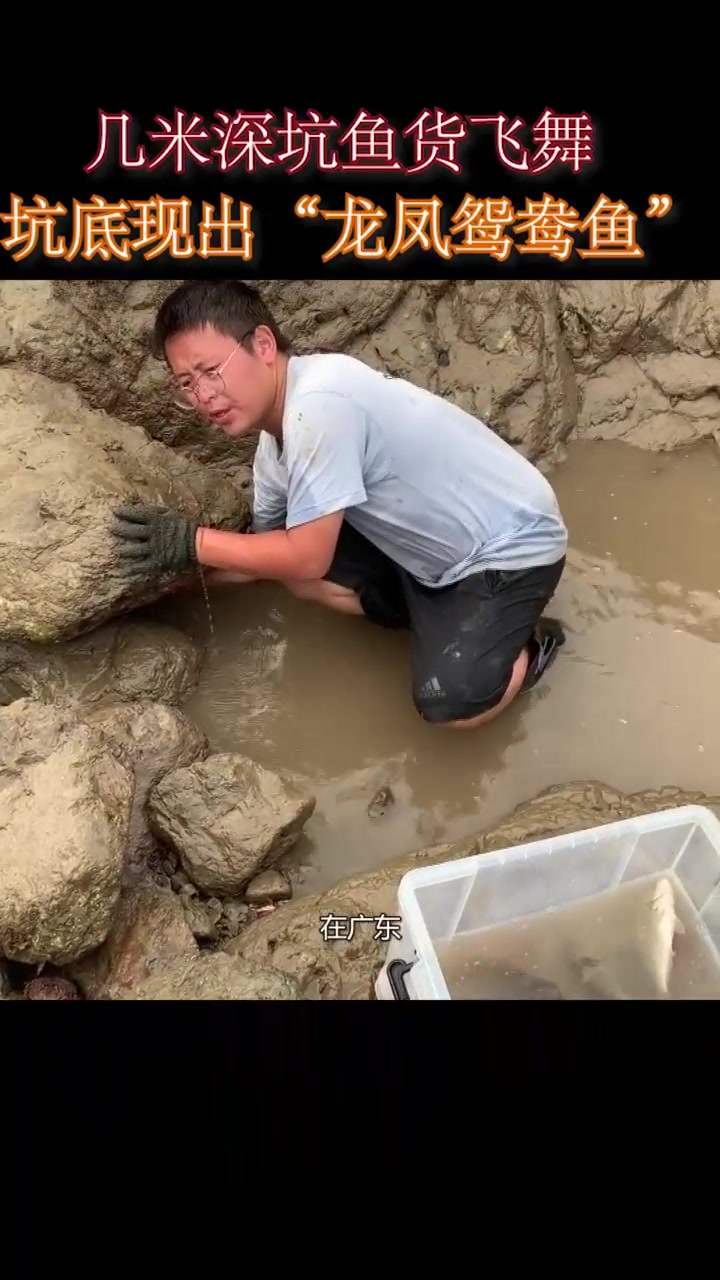 6米深坑鱼货飞舞，1斤800的“龙凤鸳鸯鱼”赚翻，手却被毒鱼刺伤