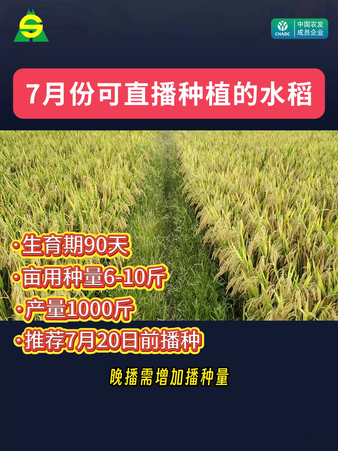7月份湖北虾稻直播