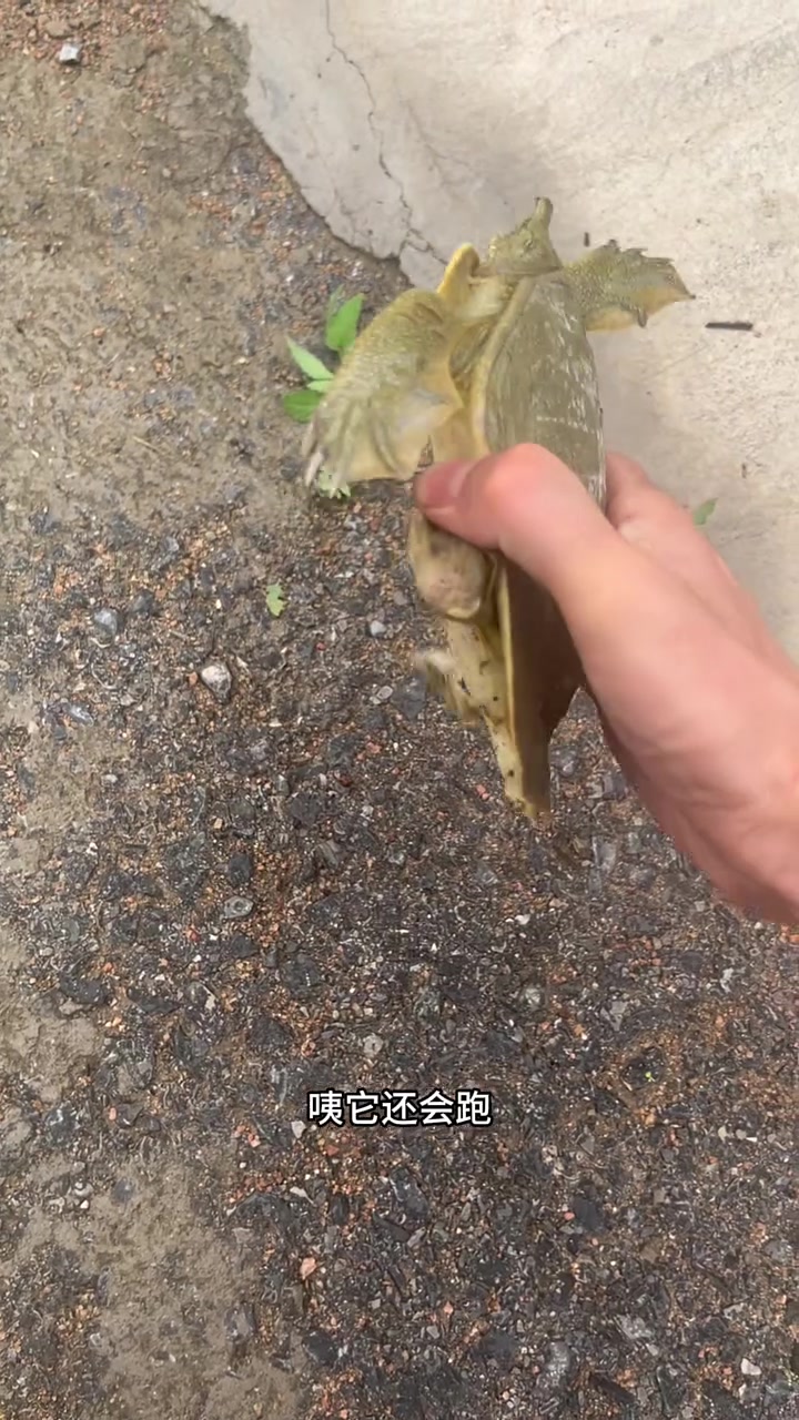 在小区里捡了只鳖,找了个环境很好的水潭把它放生了,还给它做了三皈依,它可真是幸运的小乌龟