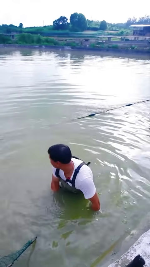 包下一个88岁老奶奶的鱼塘,没想到鱼竟然是金色的 (10)