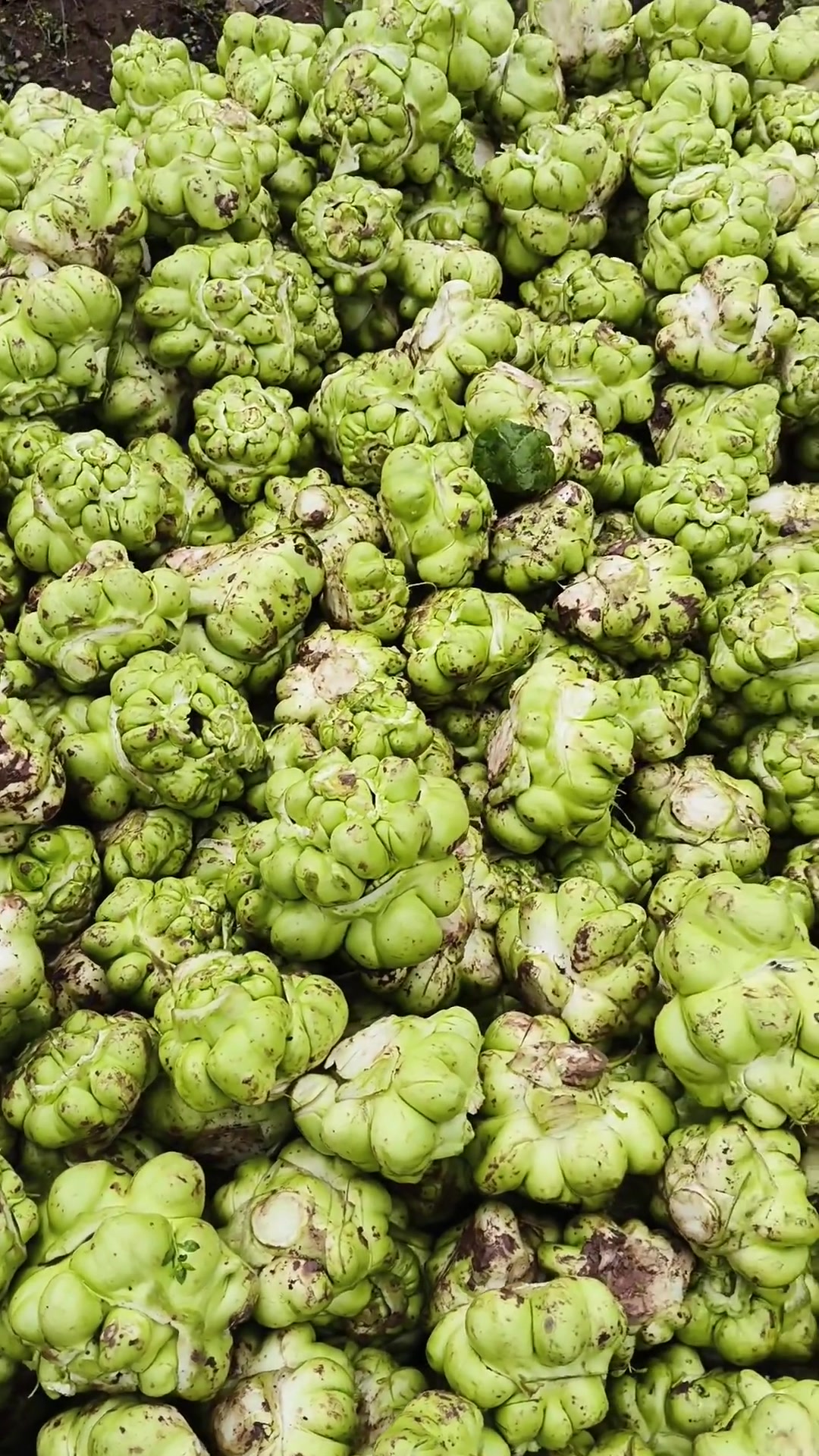 这种绿色蔬菜是用来做咸菜的，您吃过吗？