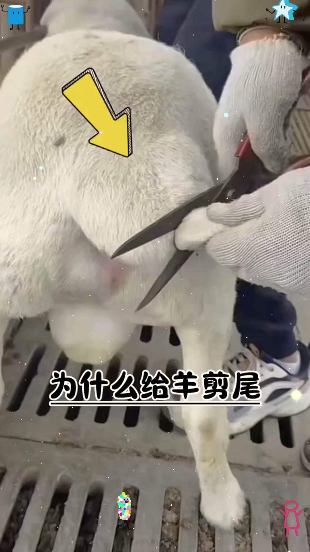 为什么牧民要给羊剪尾巴