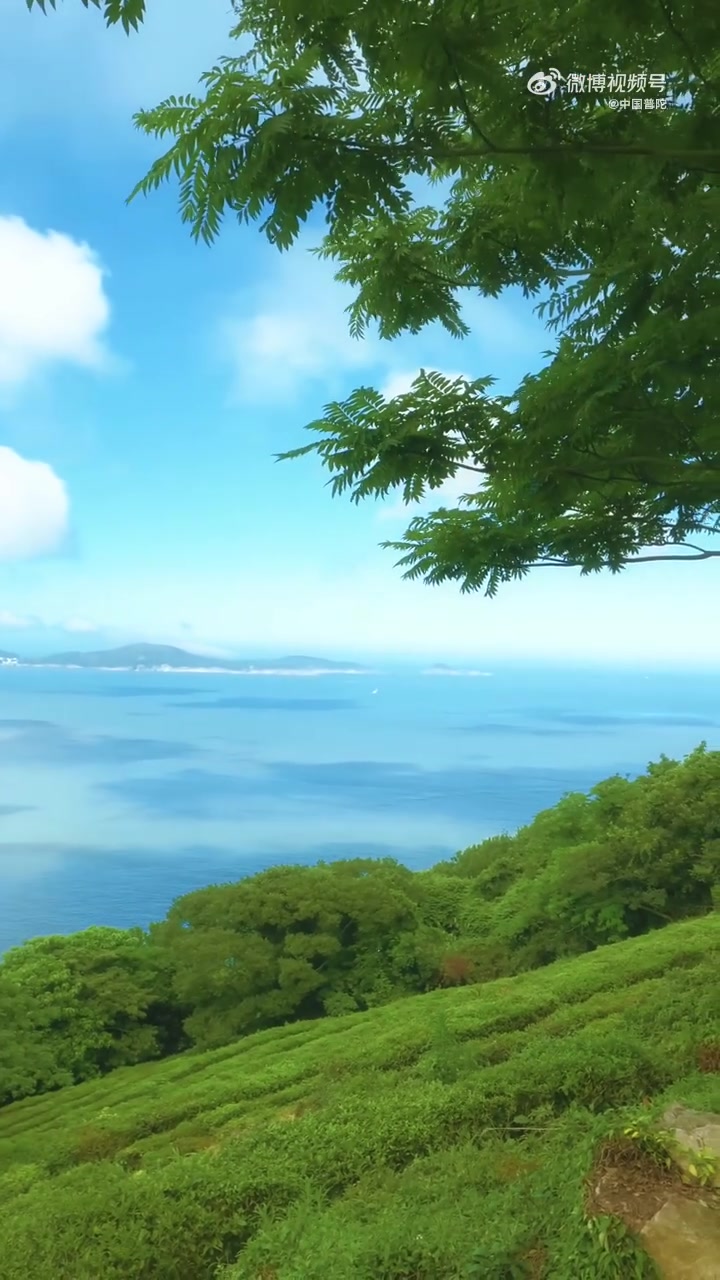 朱家尖的夏日来信｜一头扎进山海的怀抱里  朱家尖的风穿过枝叶筛下碎光，花海推着浪似的漫过草