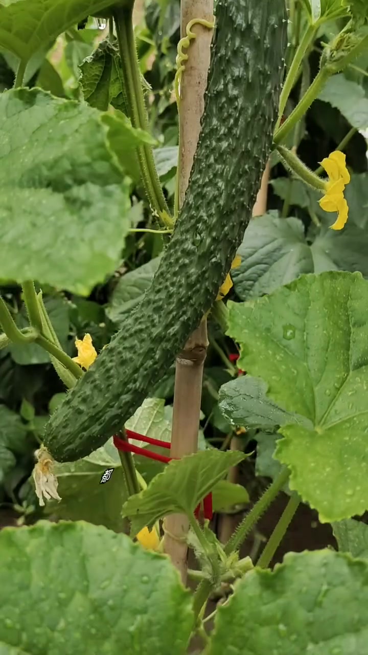 天气太热了,来上这么一盘凉拌空心菜,清脆爽口,既好吃又好看