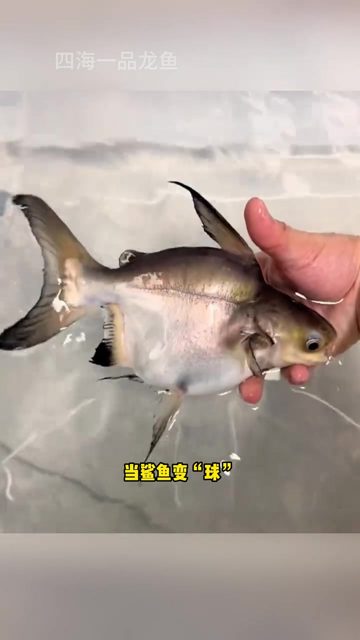 水族 观赏鱼