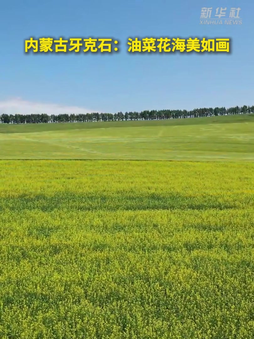 内蒙古牙克石:油菜花海美如画