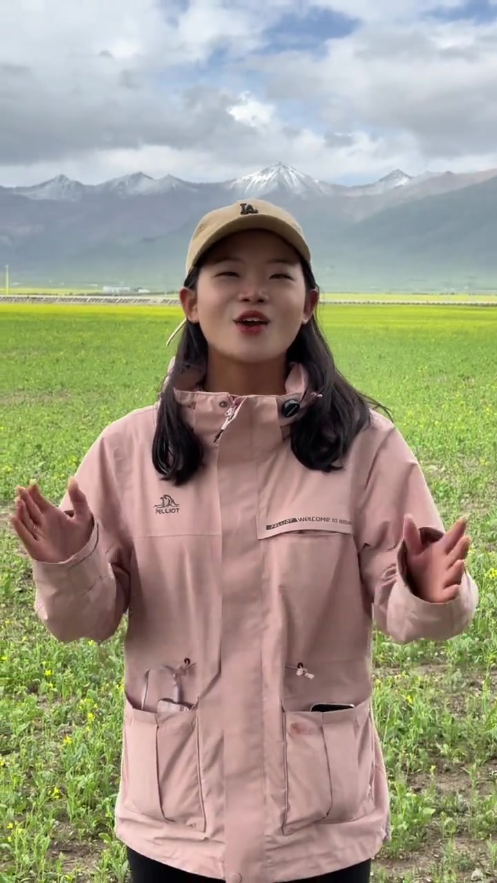 7.5号门源油菜花实拍视频，再过几天油菜花将全面盛开，快来打卡雪山下的油菜花田吧