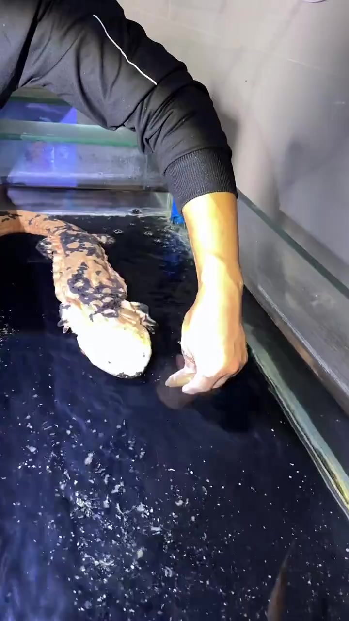 金色娃娃鱼开始进食