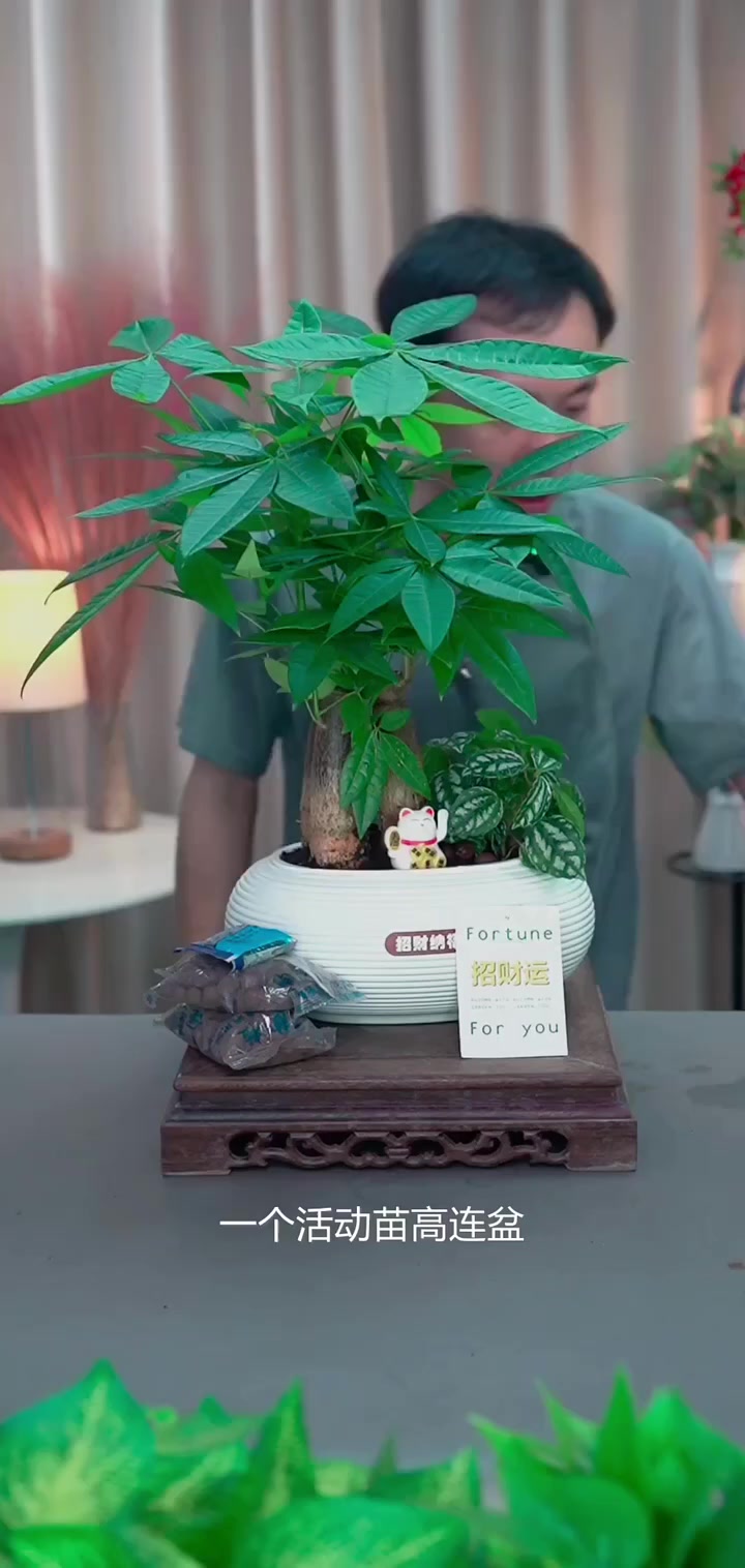 家有绿植必备,发财树组合盆栽,冰水活宝安静归