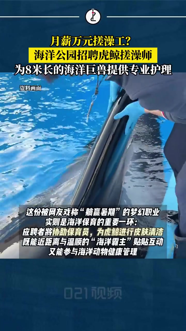 「月薪万元搓澡师,海洋公园招聘虎鲸搓澡师」因海水盐度变化与浮游生物附着,虎鲸表皮角质层会自