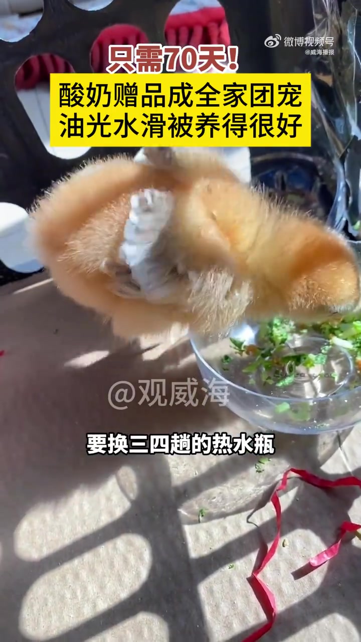 「因为一盒酸奶家里多了个新成员」近日,山东威海。买酸奶赠送的小鸡和孩子玩得很好,家长用心喂