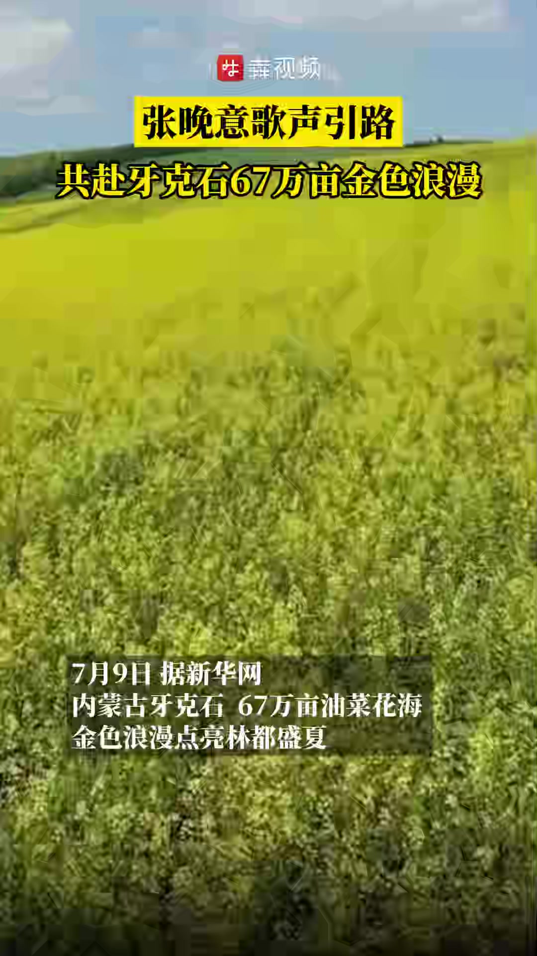 近日,内蒙古牙克石:67万亩油菜花海,金色浪漫点亮林都盛夏!花香漫溢间,随张晚意的歌声,探