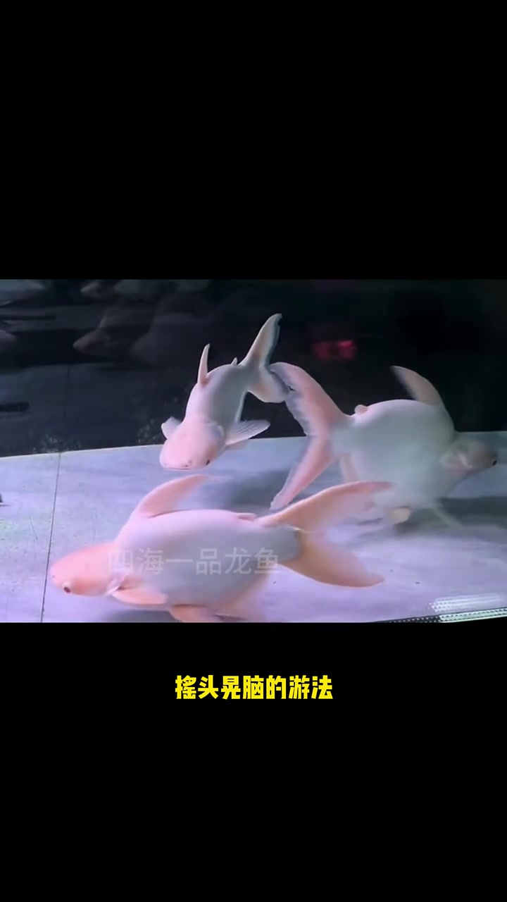 当鲨鱼变成球 水族 观赏鱼