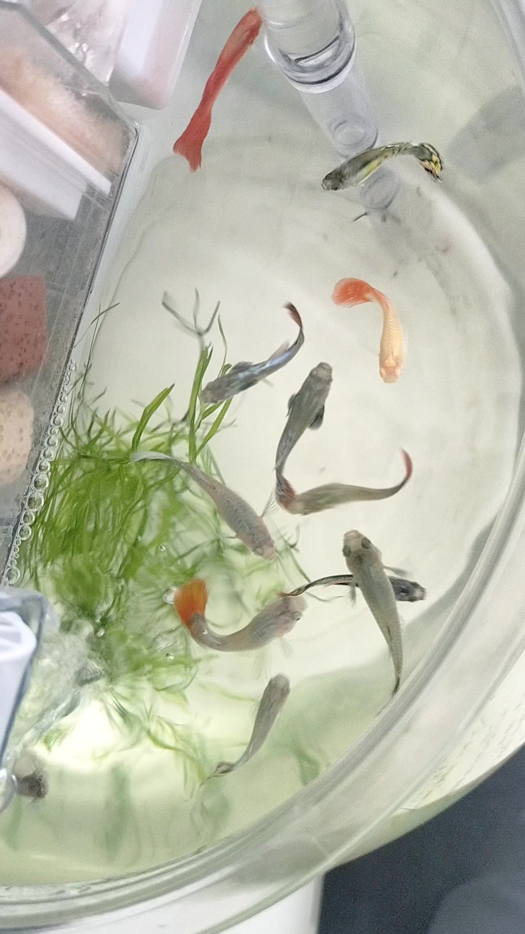 孔雀鱼养殖技巧