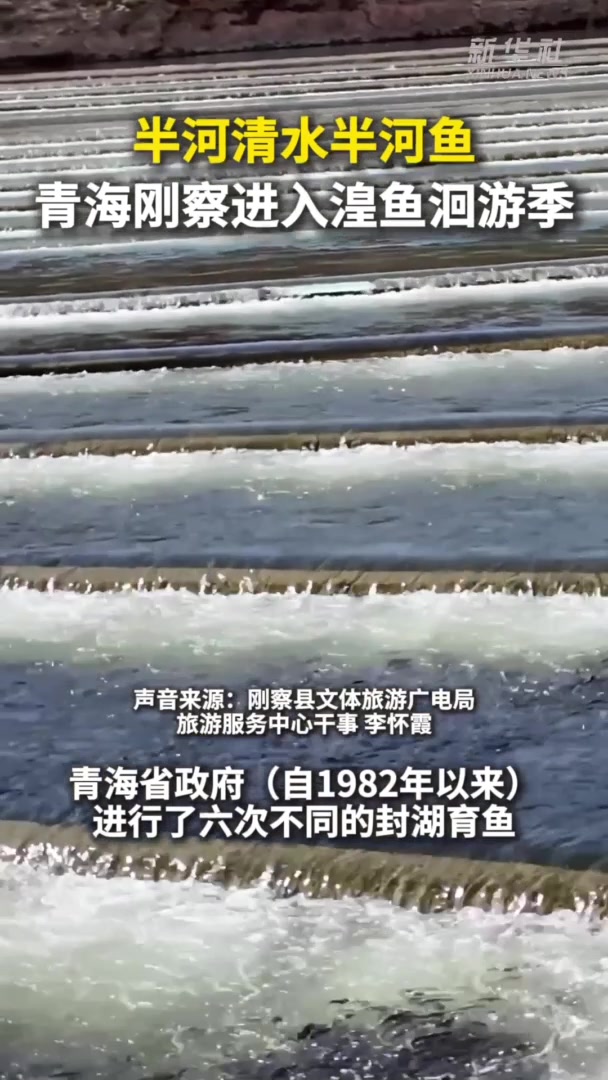 秀我中国｜半河清水半河鱼 青海刚察进入湟鱼洄游季
