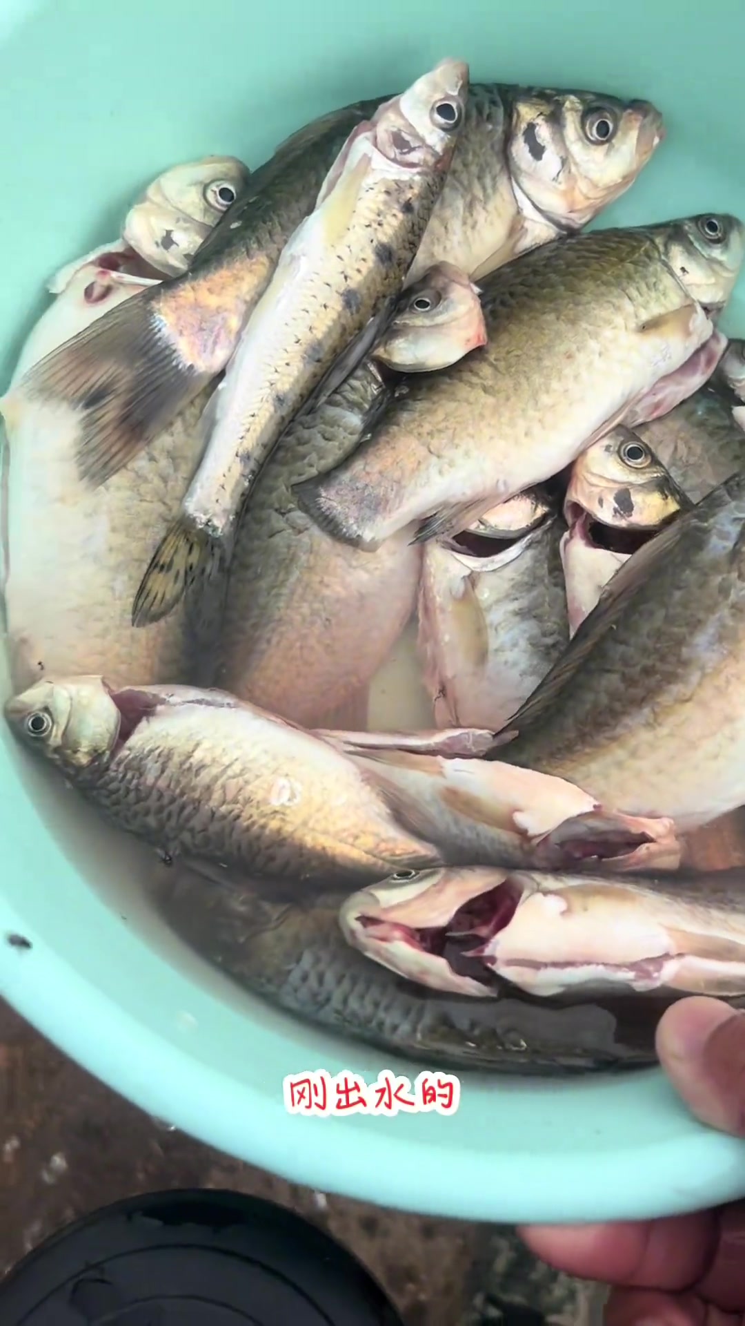 鲫鱼尾巴的线虫高温可以灭掉