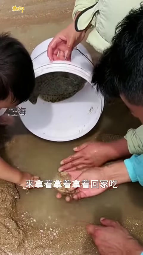 今天来赶海啦,捡了些猫眼螺和扇贝