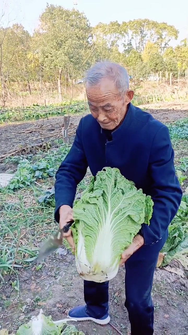 今天回乡，又尝到了吴江著名的香青菜，雅称绣花锦