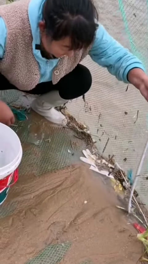 海鲶鱼也叫龙利鱼,清蒸味道不错哦