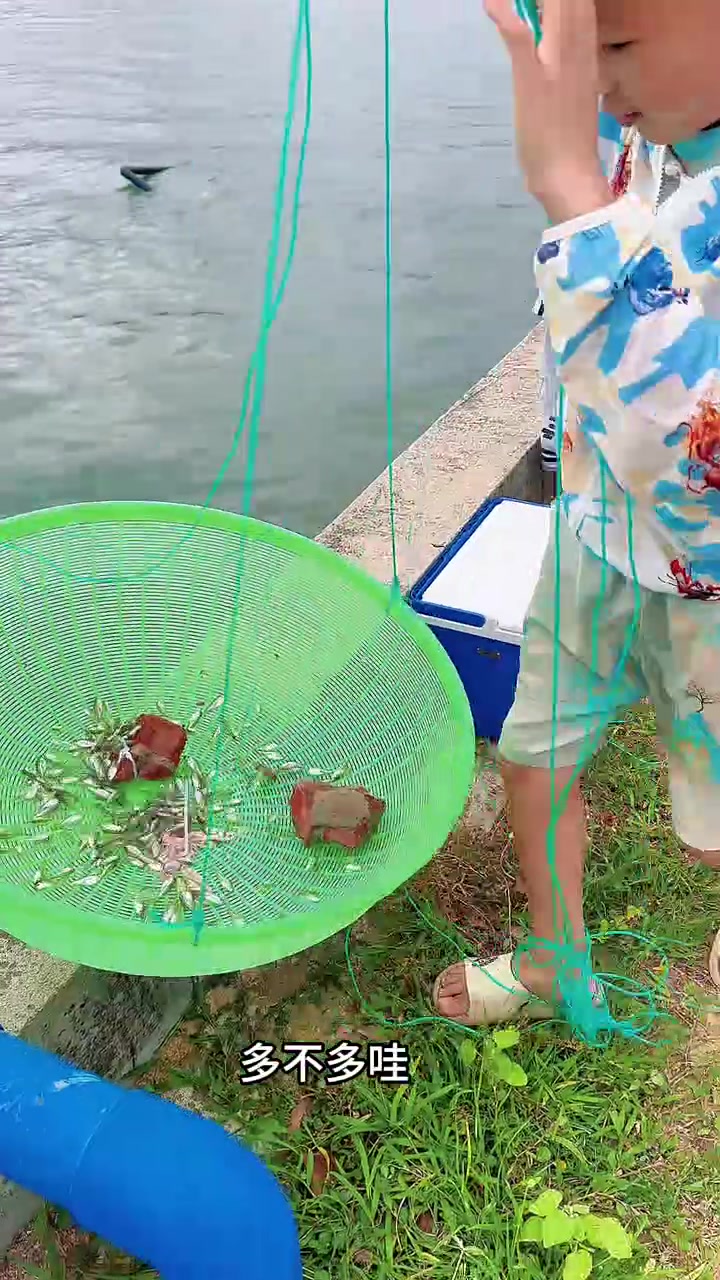 捞鱼回去喂给小鸭子吃!