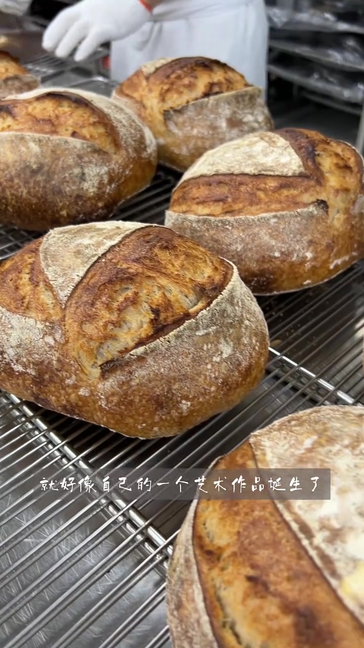 古老小麦品种，三天发酵一个酸面包