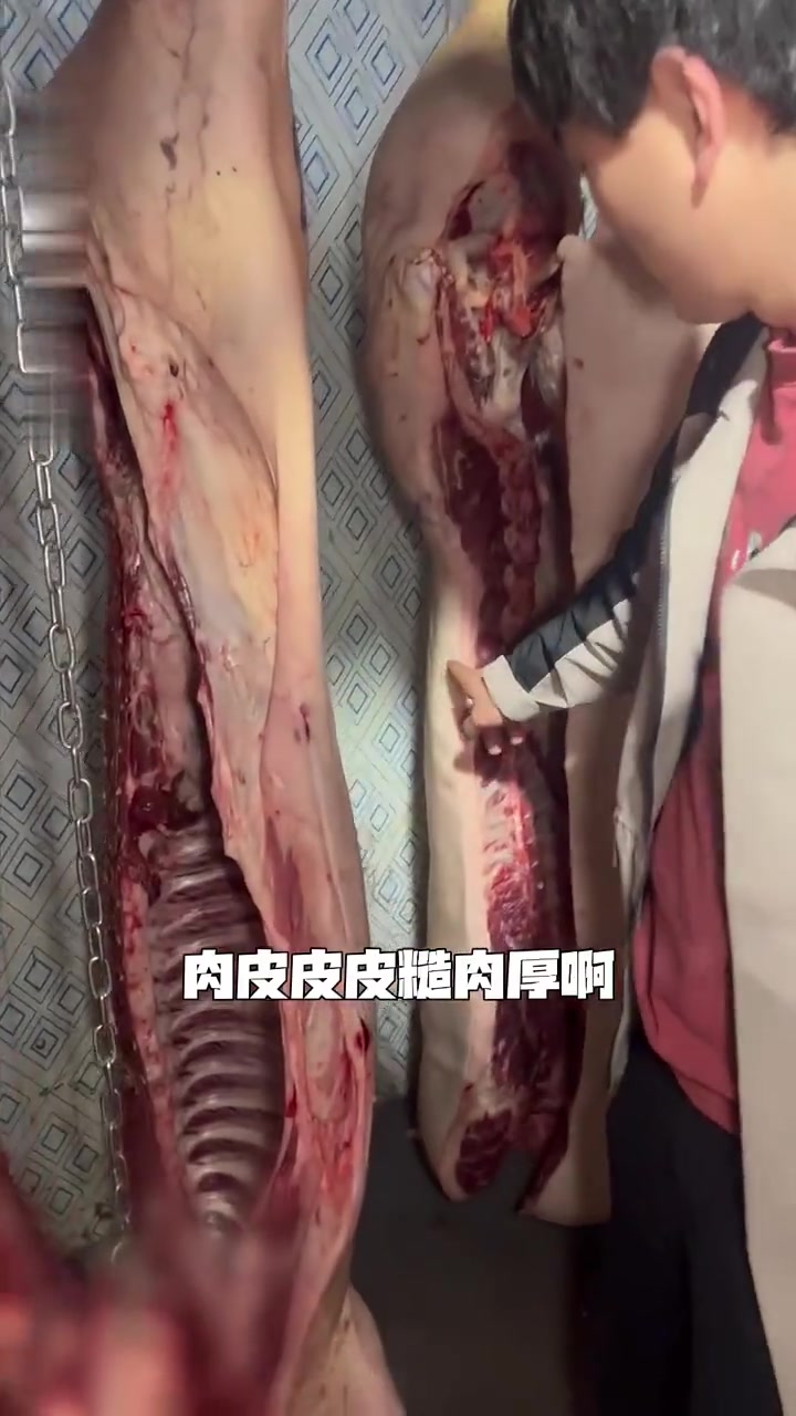 辨别母猪肉?这些特征你知道吗!