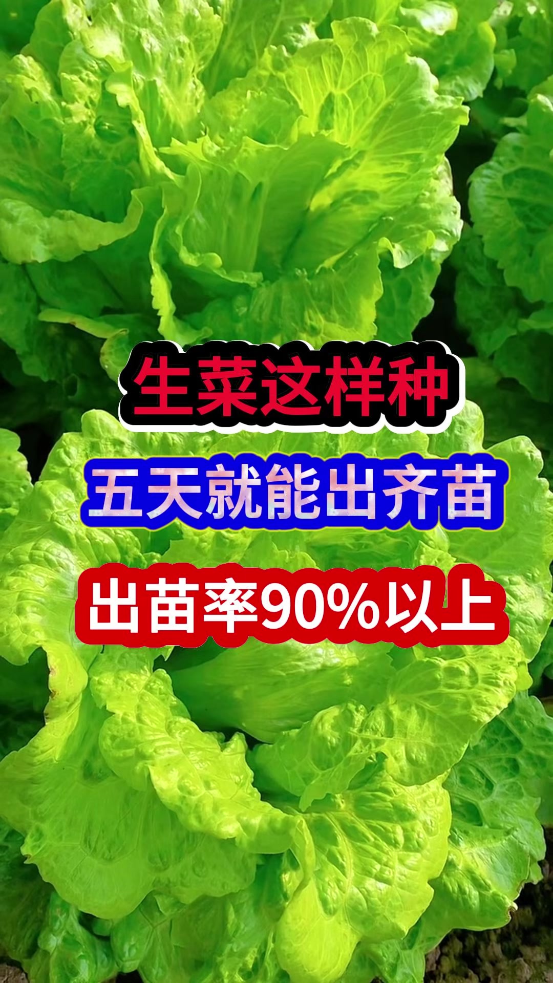 生菜这样种五天就能出齐苗出苗率90%以上