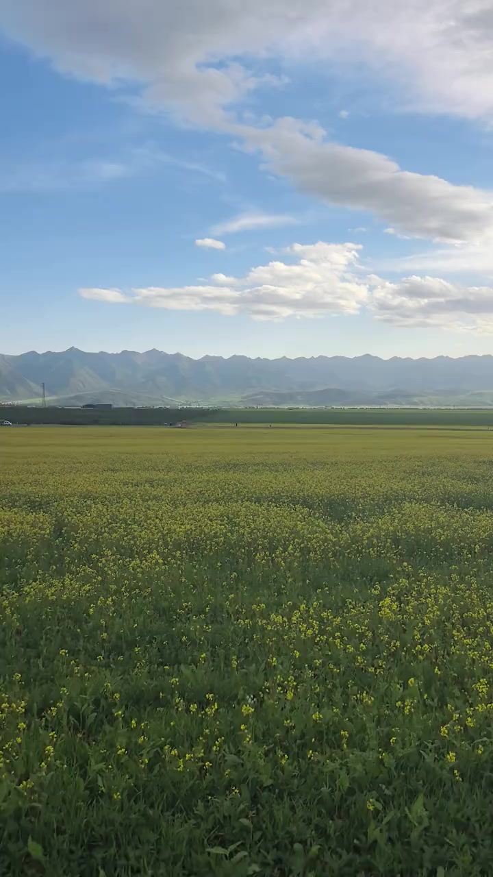 这里的油菜花刚刚盛开
