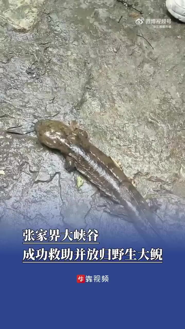 「张家界大峡谷成功救助放归野生大鲵」7月11日,一条被誉为“水中国宝”的国家二级保护野生动