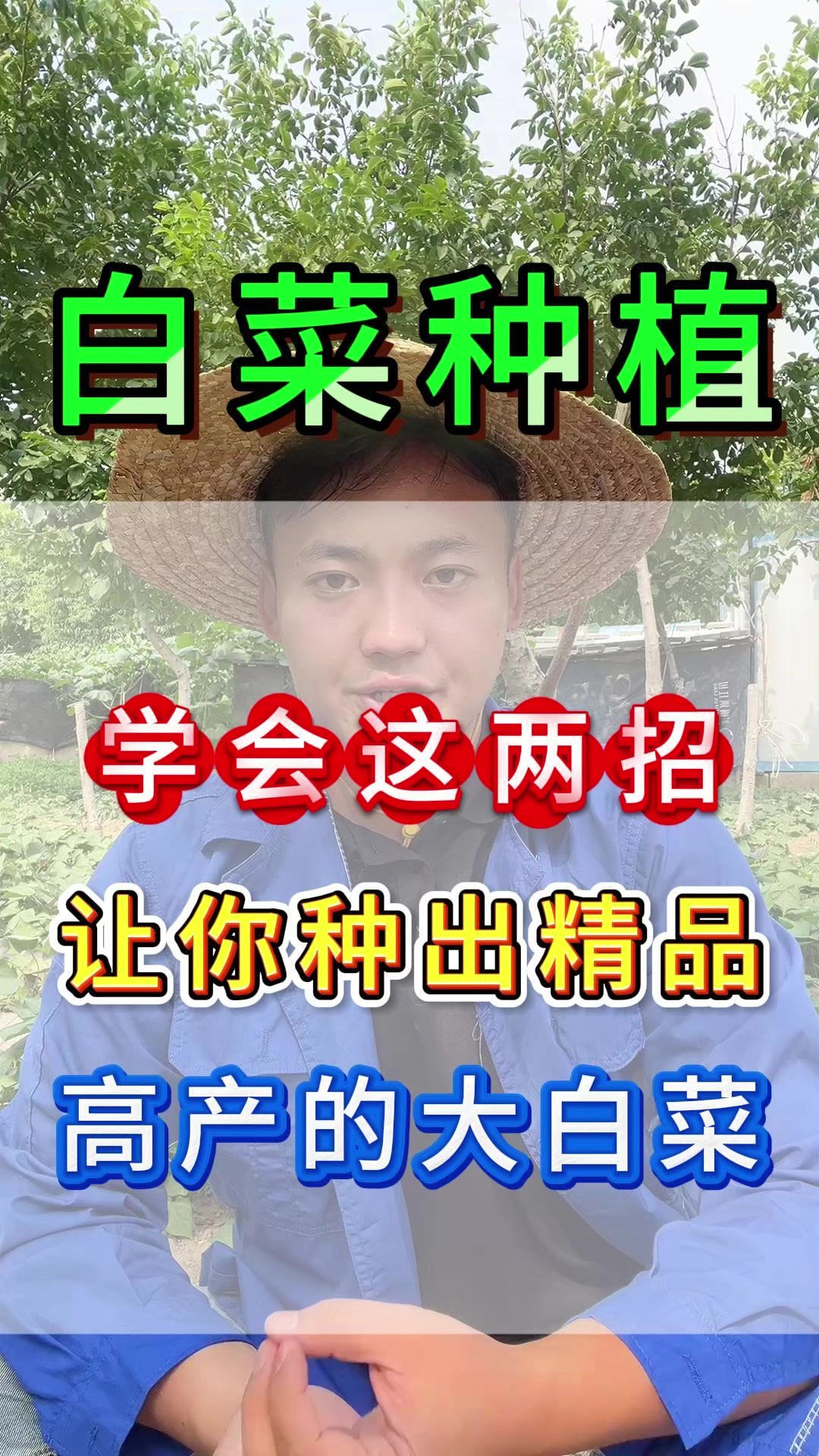 学会这两招让你种出精品高产的大白菜