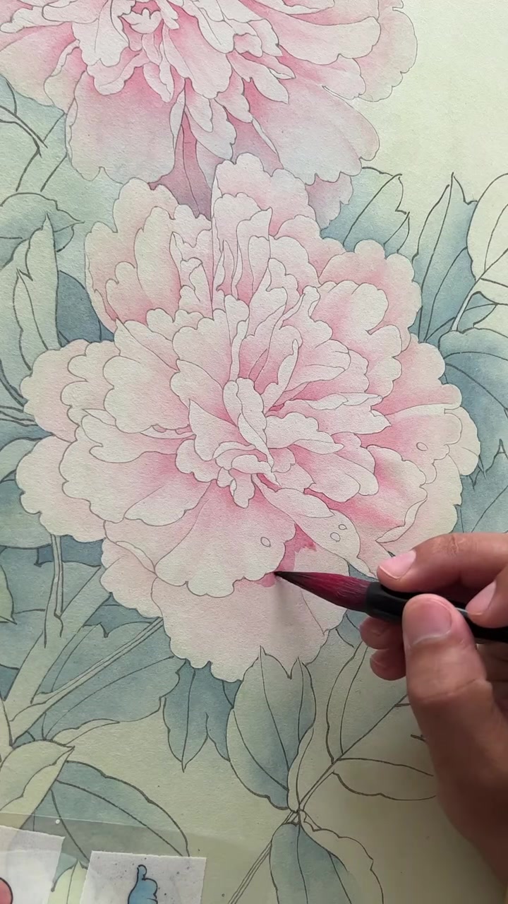 工笔粉牡丹的设色,这幅画会一直在直播间画完,喜欢的点赞评论加关注,感谢大家的支持
