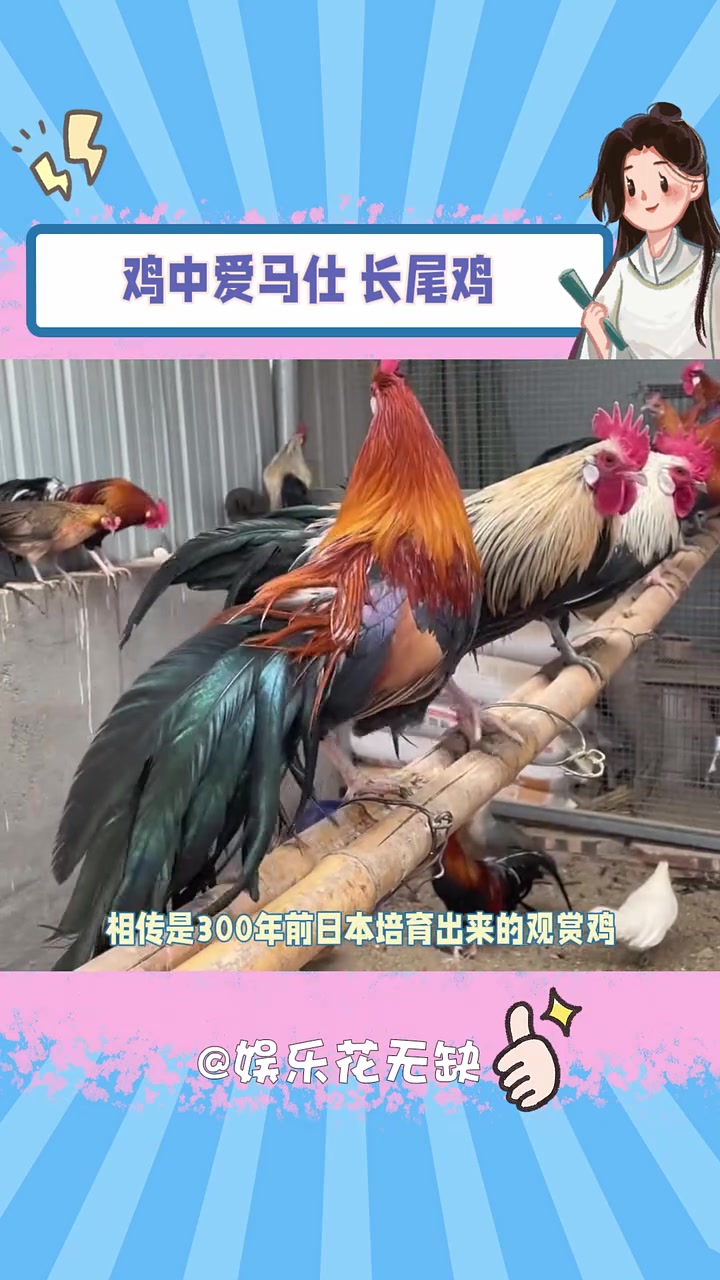 这就是传说中的长尾鸡 长尾鸡 动物