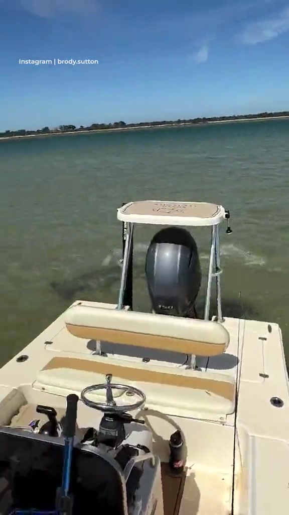 动物世界素材+1：澳洲魔鬼鱼极限走位死里逃生，飞起来躲避鲨鱼