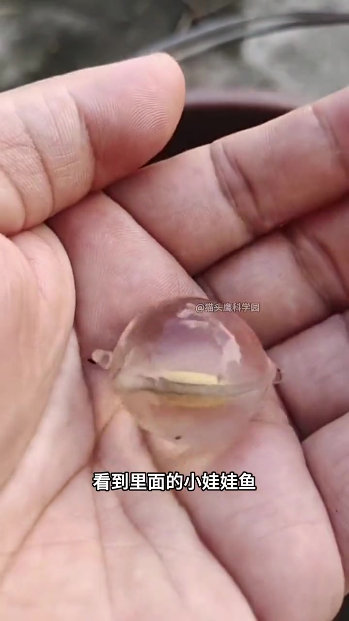 外形很像马蹄爆爆珠的娃娃鱼卵，你见过吗？