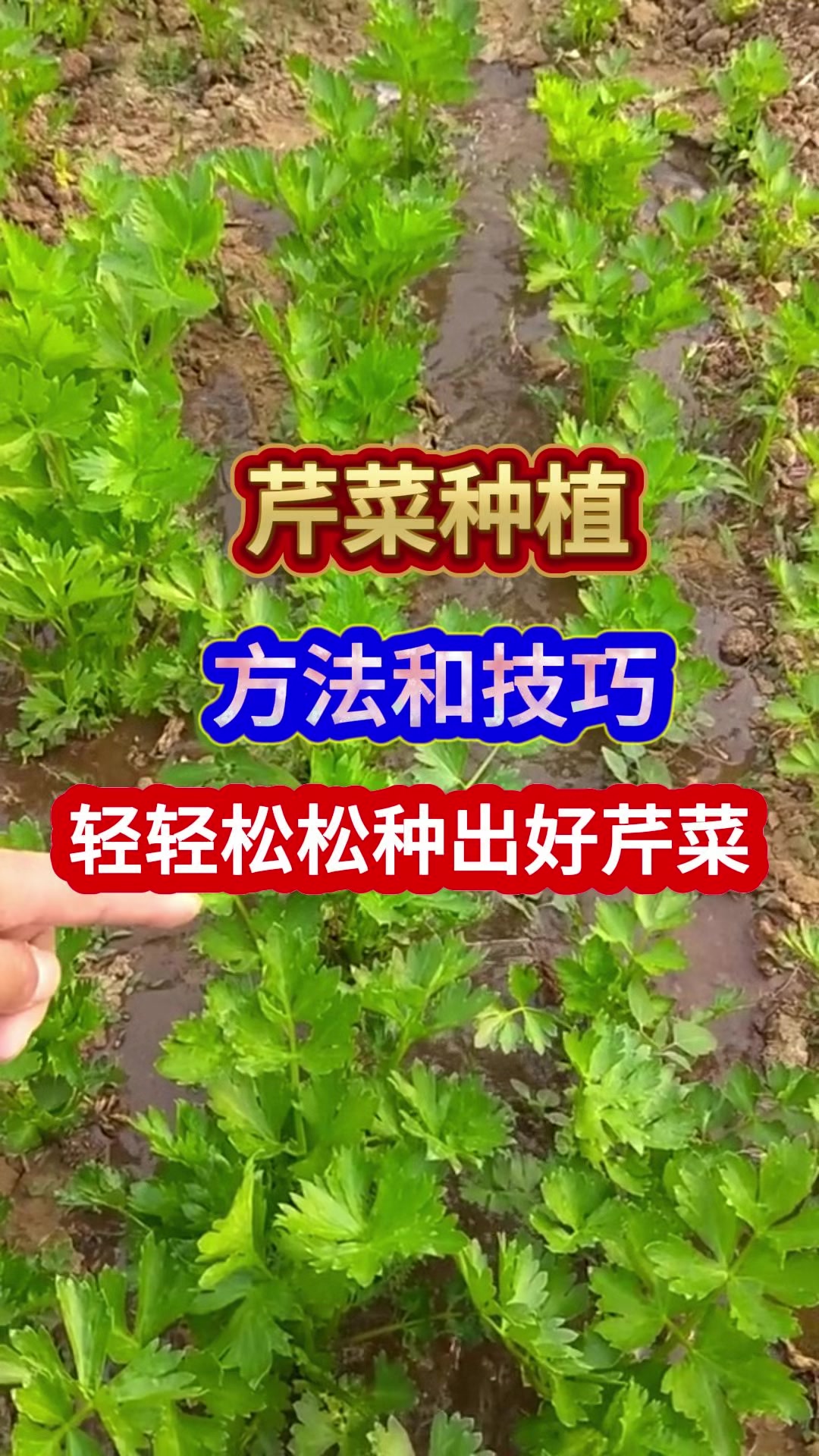 芹菜种植的方法和技巧轻轻松松种出好芹菜