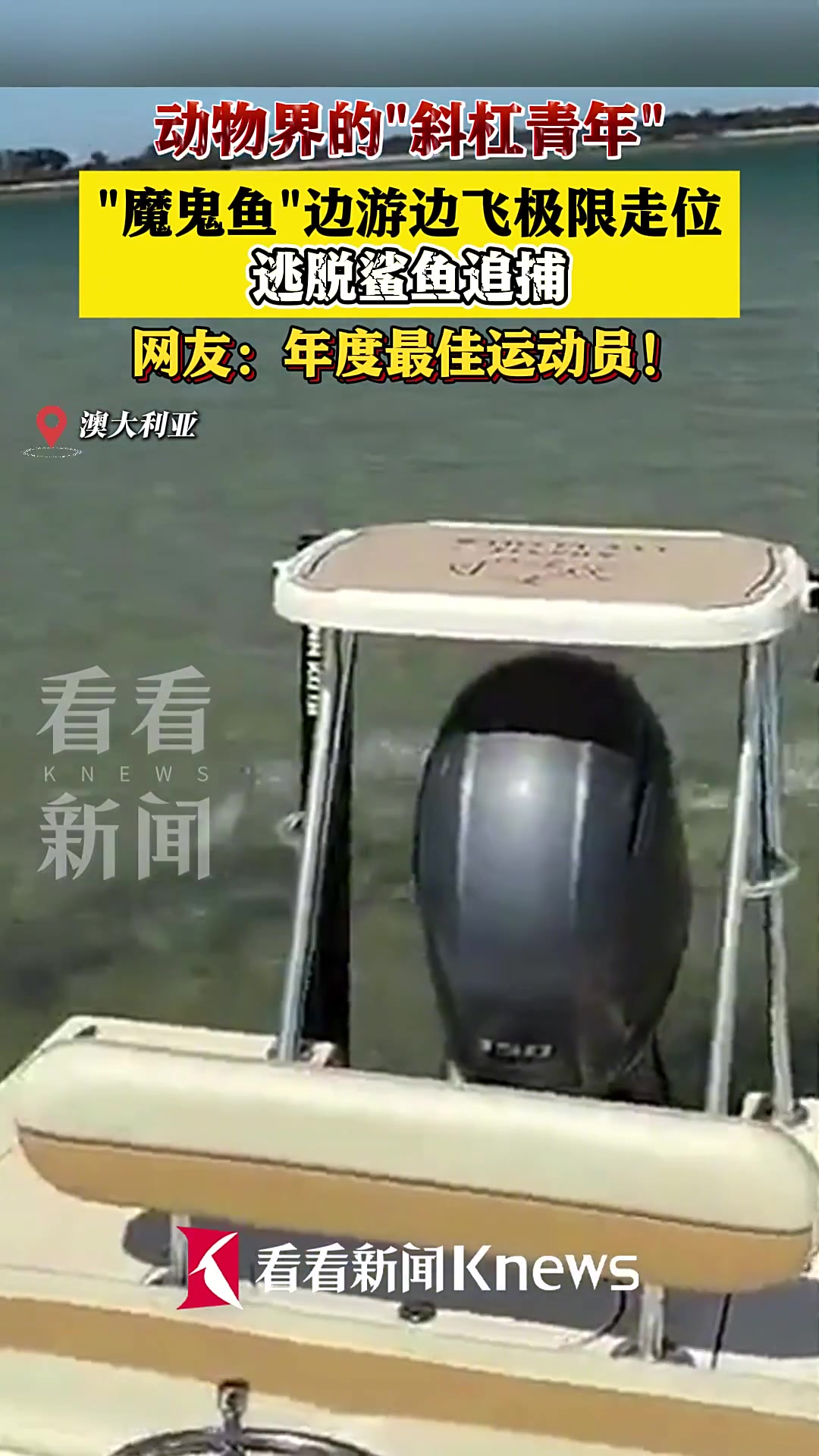 “魔鬼鱼”边游边飞极限走位 逃脱鲨鱼追捕