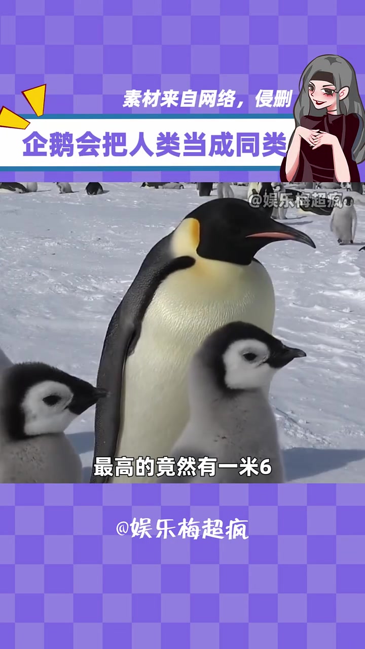 企鹅：你为什么和我们长得不一样