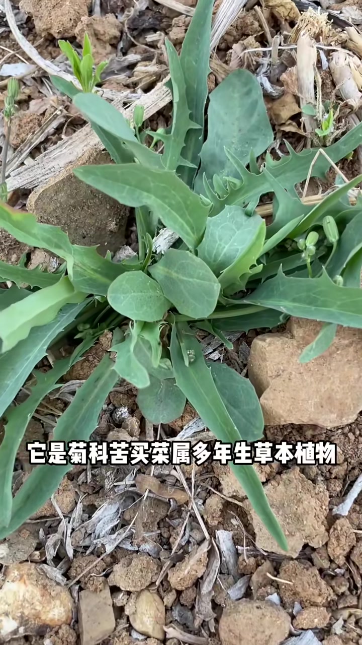 野苦菜也叫曲曲菜、败酱草，学名中华苦荬菜