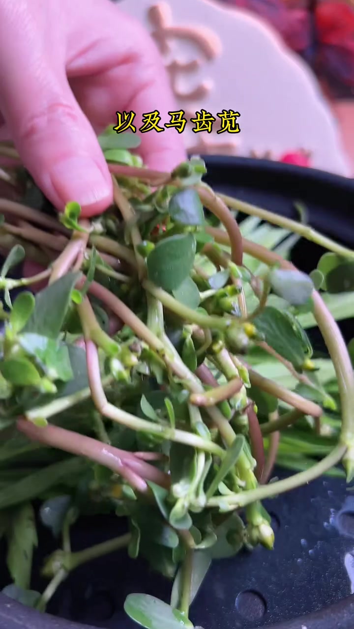 平平无奇飞蓬草饥荒野菜竟有这神奇吃法!