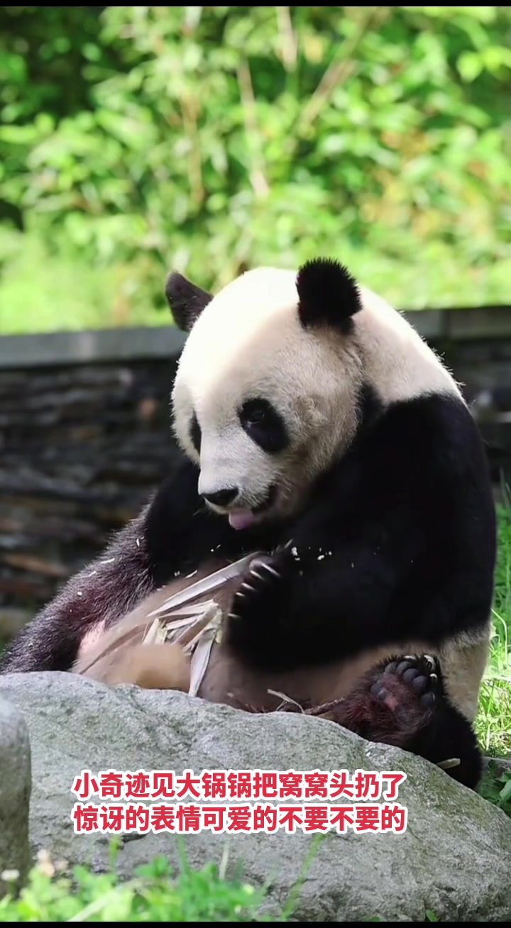 泰山哥窝窝头不好吃吗？哈哈！都把小奇迹宝贝给惊讶到了