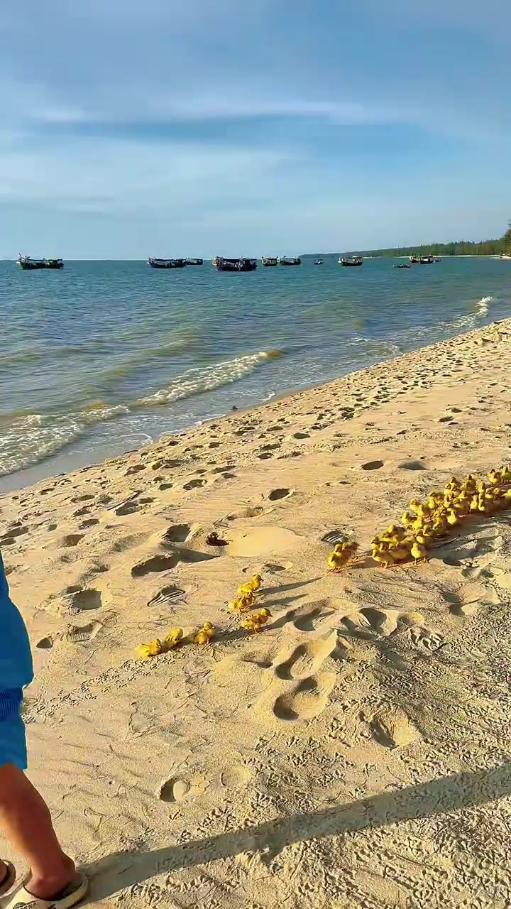 小鸭子真的不是Ai合成的，真的有脚印！