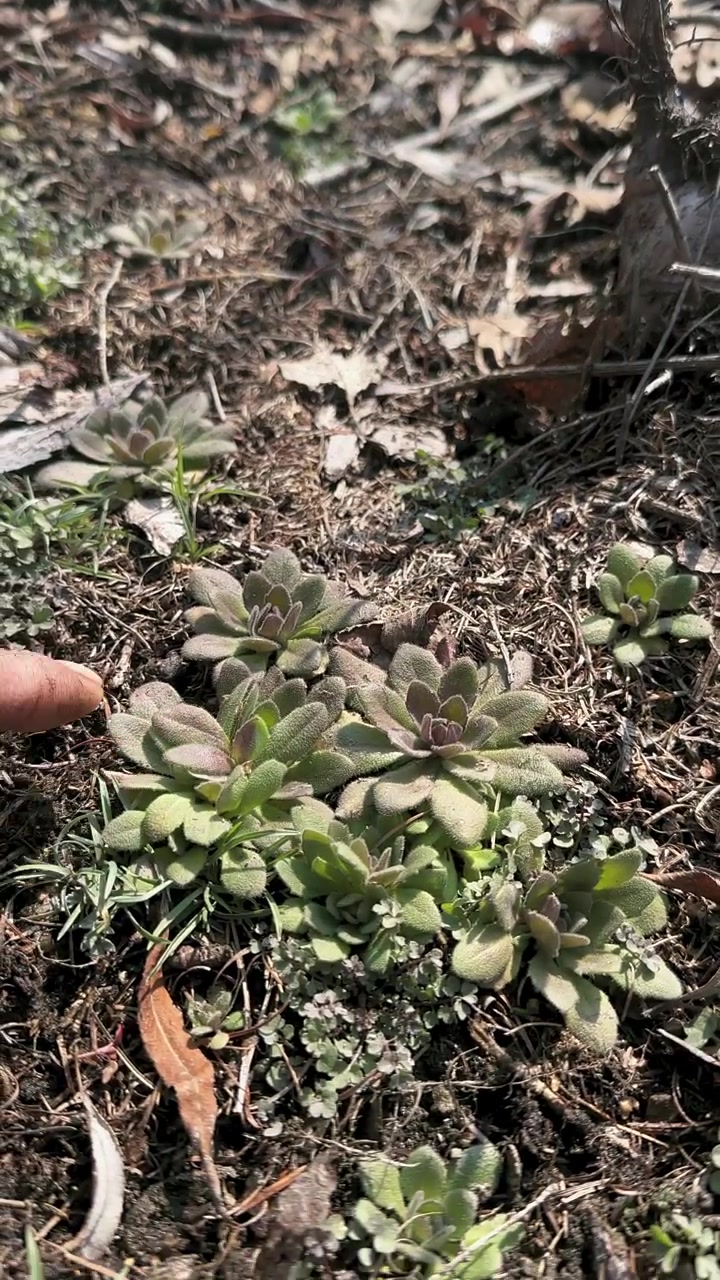 葶苈是一种十字花科一年或两年生草本植物。嫩茎叶也是一种野菜