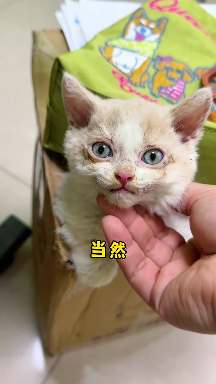 路边破纸箱开出S级小奶猫!
