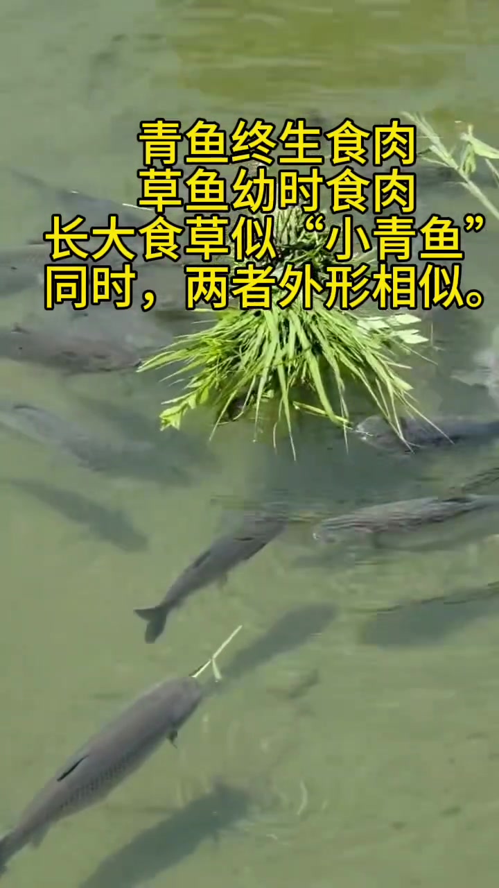 四大家鱼又分两派